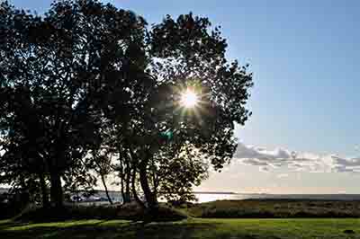 baum